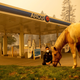 Image for article titled Photos: The lost animals of California’s destructive wildfires
